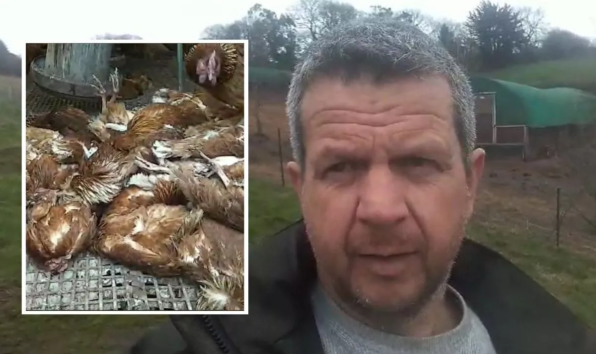 Kick in the teeth for farmers: Family farm faces closure after bird flu outbreak