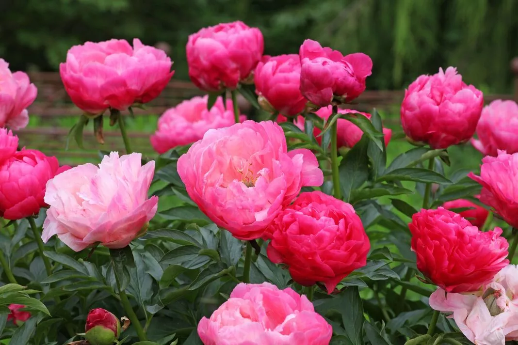 Peonies will look beautiful through summer if planted with 8 flowers