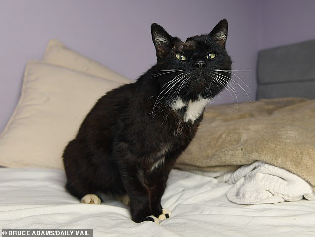 Cat who vanished when Gordon Brown became Prime Minister is returned