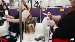 What the Westminster show dogs' names mean 