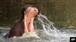 US man sues travel company after hippo kills wife on Zambia trip 