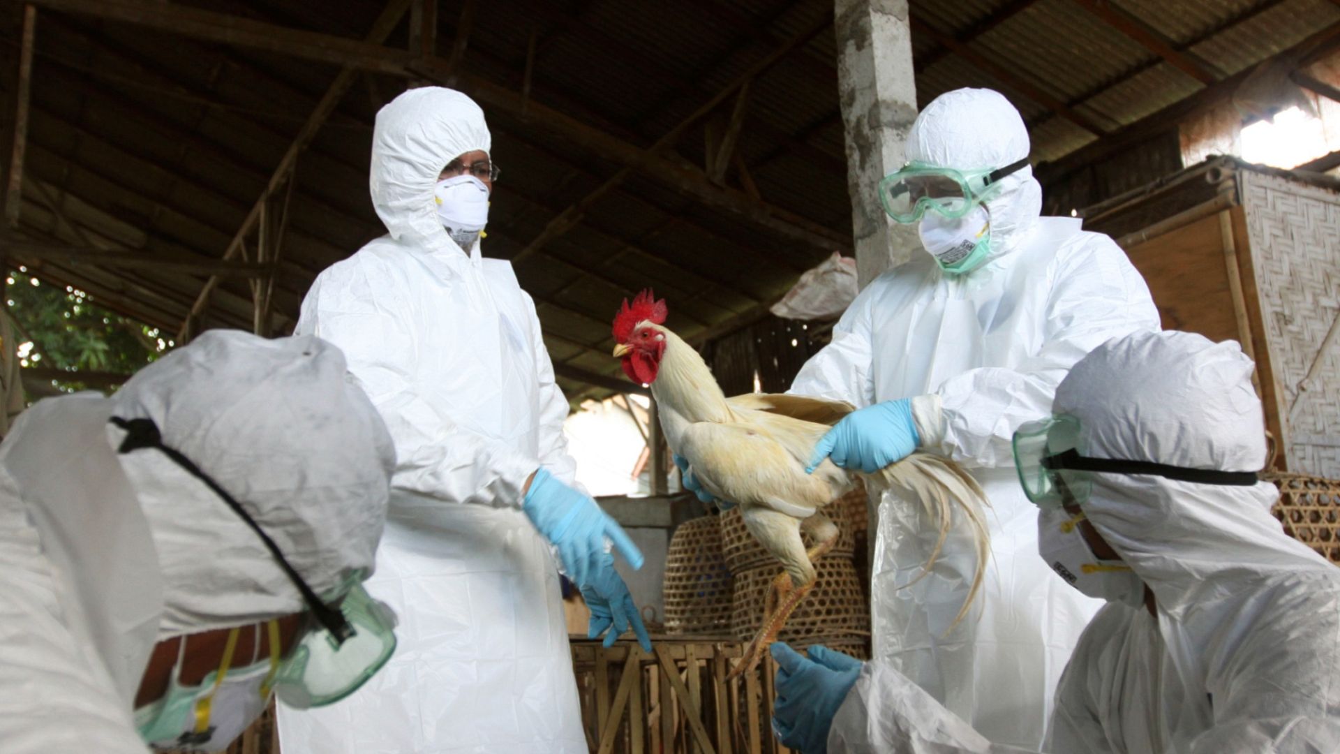 EU experts: Avian flu mutations could adapt and pose risk to humans