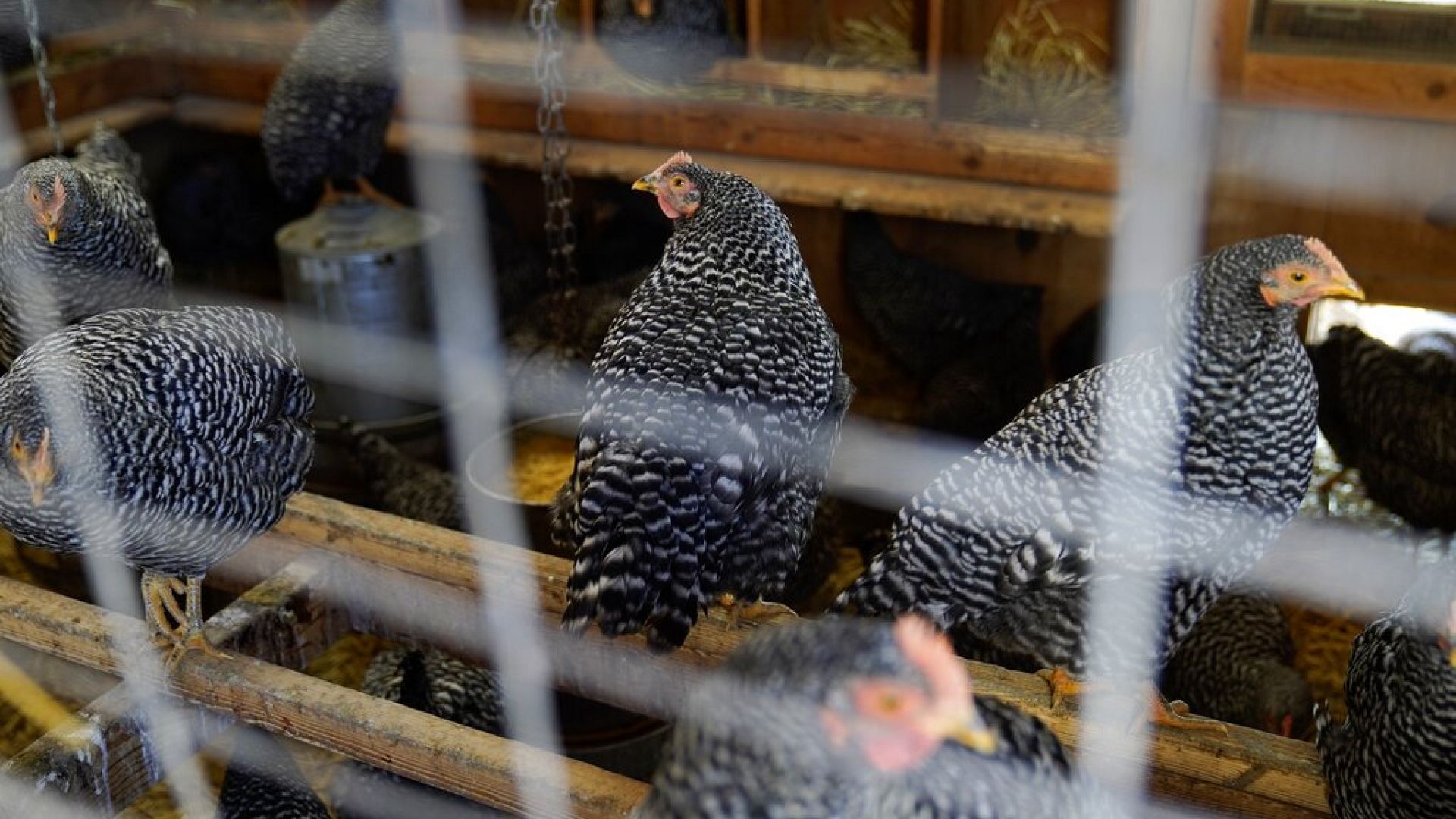 Human case of bird flu detected in UK