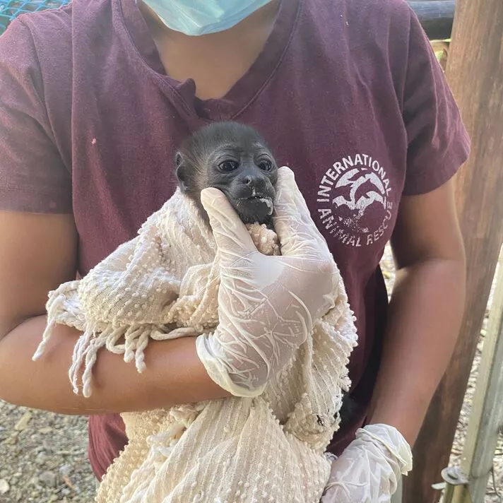 Baby Estrellita released back in wild after seeing mum die