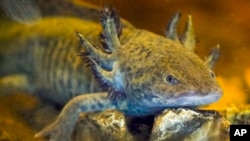 Ancient deity, pet, endangered species: Axolotl is Mexico's most beloved amphibian 