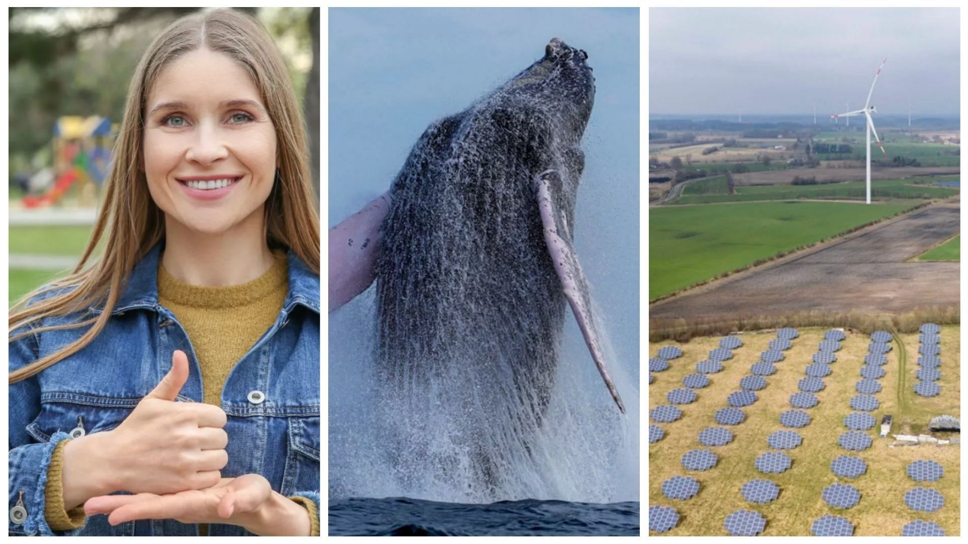 Positive environmental stories from 2025