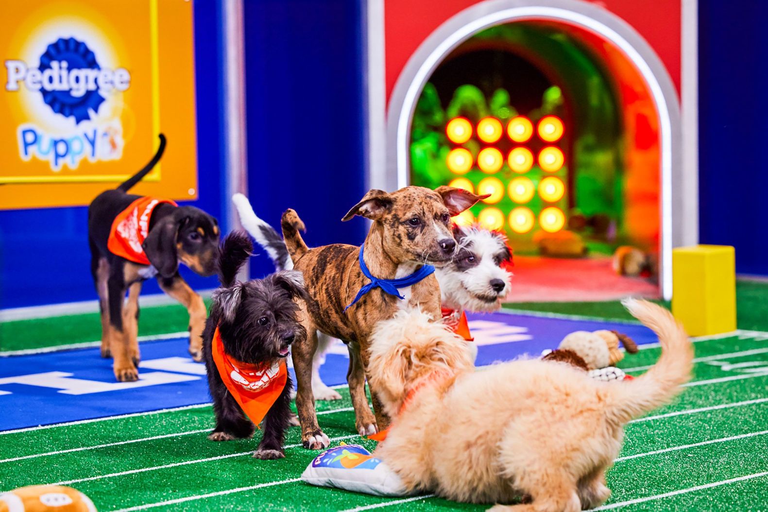 How to Watch Puppy Bowl 2025 Online Free: Live Stream on DirecTV, Max