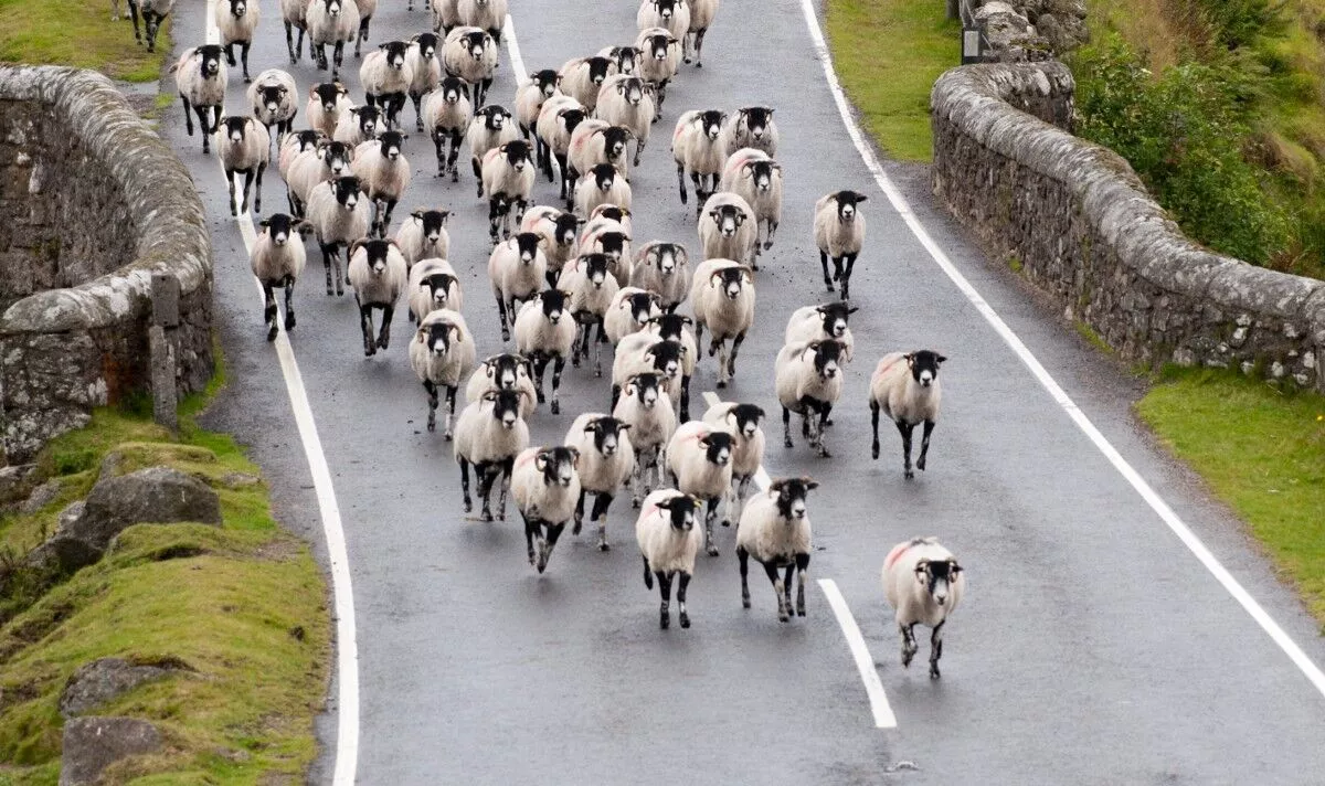 Chaos in Devon as farmer loses £500k with rustlers stealing 4,500 sheep