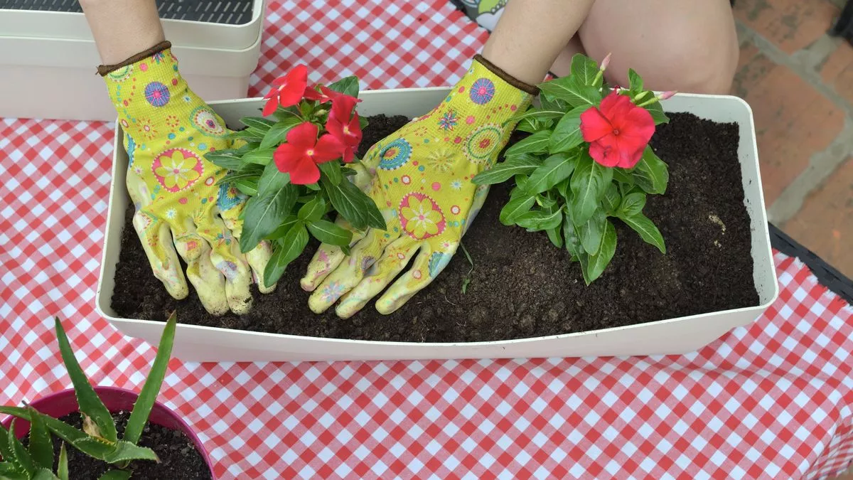 Gardening expert warns anyone growing seeds to do one thing for success