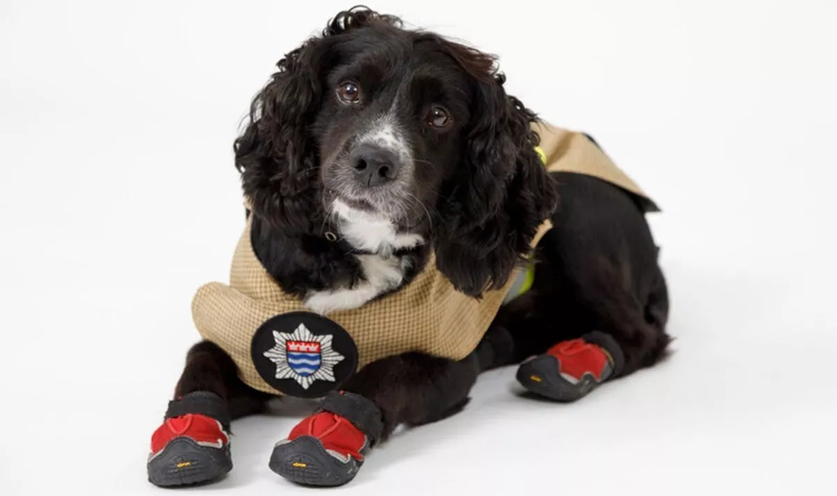 Fire investigation dog who attended Grenfell retires after 12 years of service