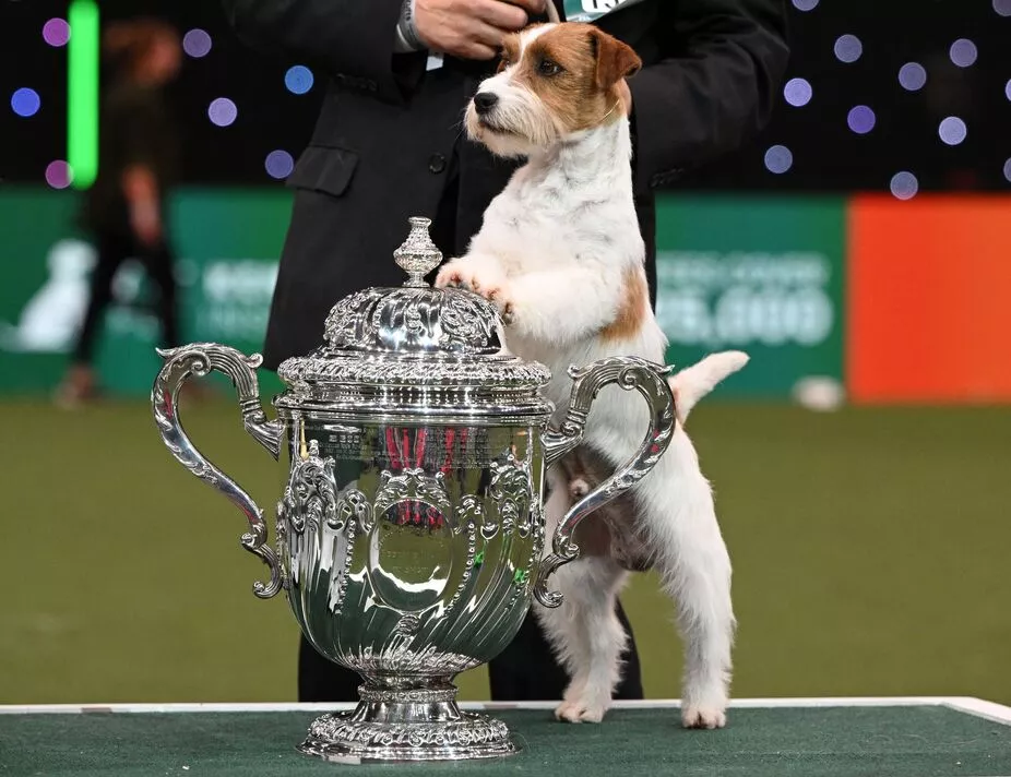 Crufts 2025 ticket prices, how to buy and full list of dates
