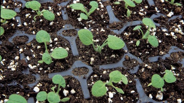 Why you should always plant more seeds than you need, according to a garden expert
