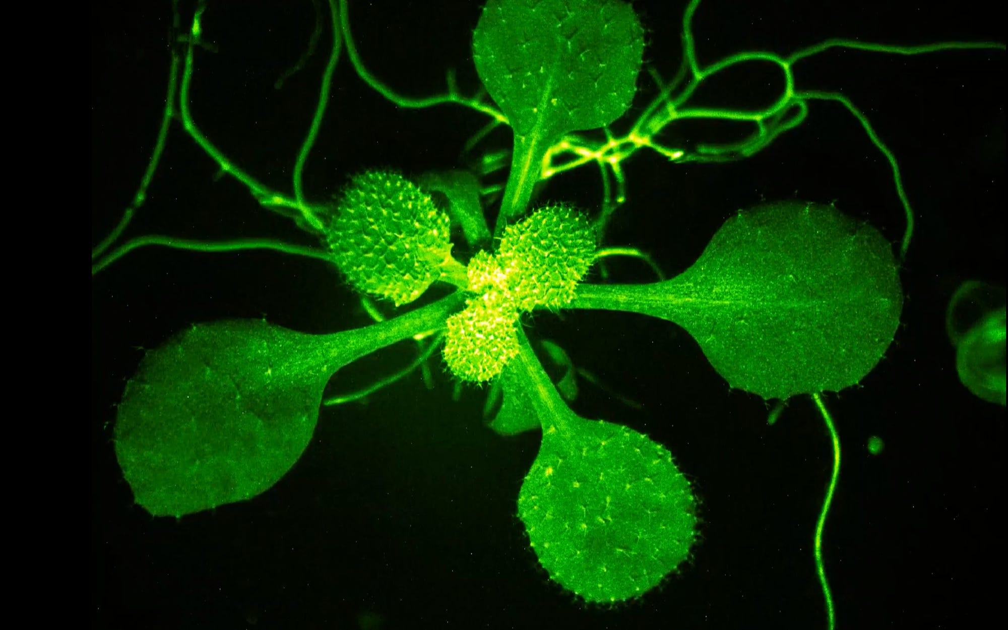 Plants can talk to each other and scientists say it should make us rethink how we treat them