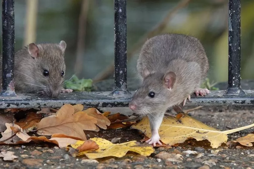 Winter to bring rat invasion, but 2 ingredients can keep them at bay