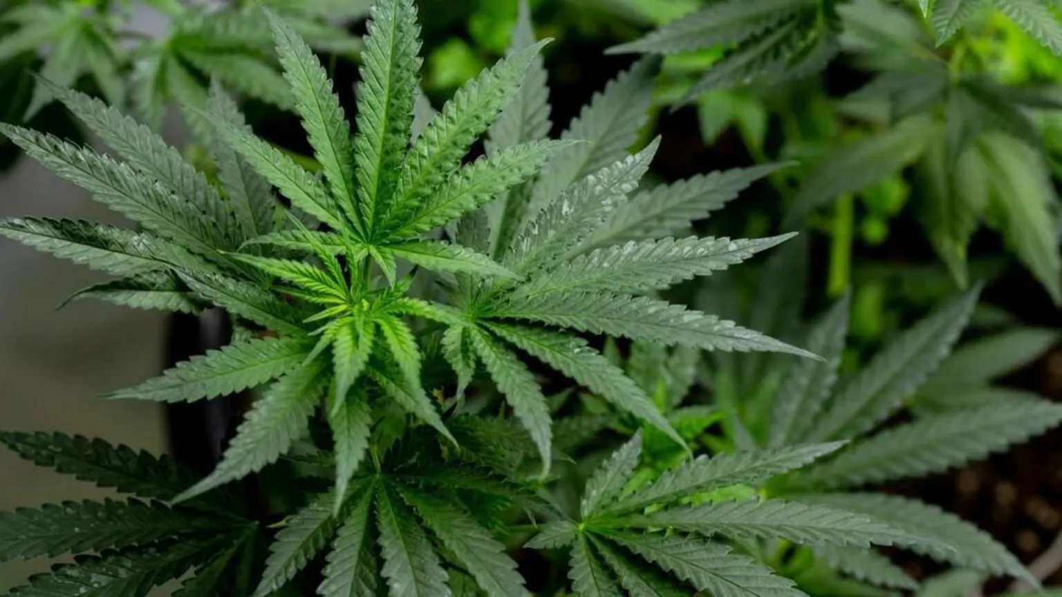 Police seize cannabis plants worth over £500,000 in Glasgow