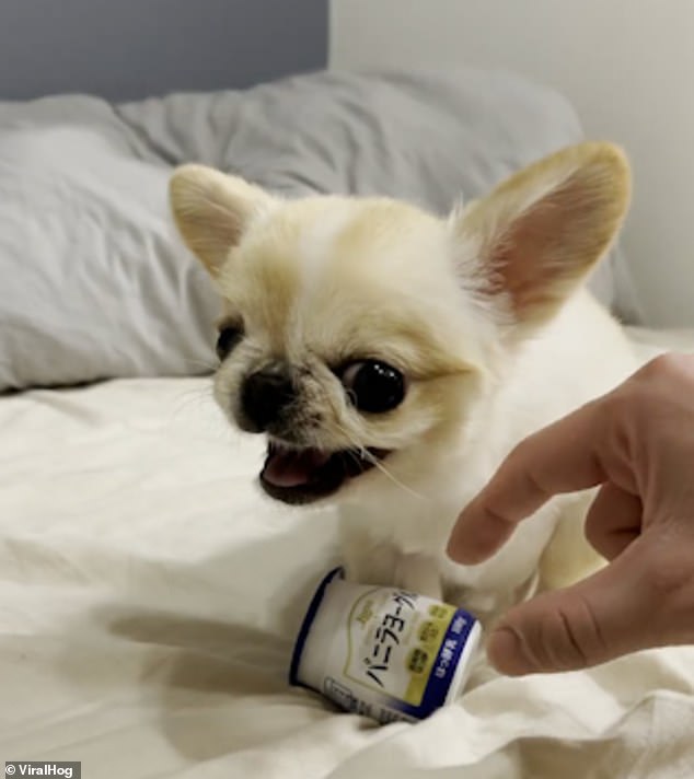 Tiny pooch lets out a snarl when someone tries to take her yoghurt 