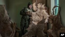 Mystical beliefs fuel Senegal's illegal big cat trade