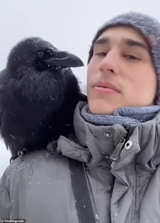 Pet raven shows off some of the '30 commands' it knows