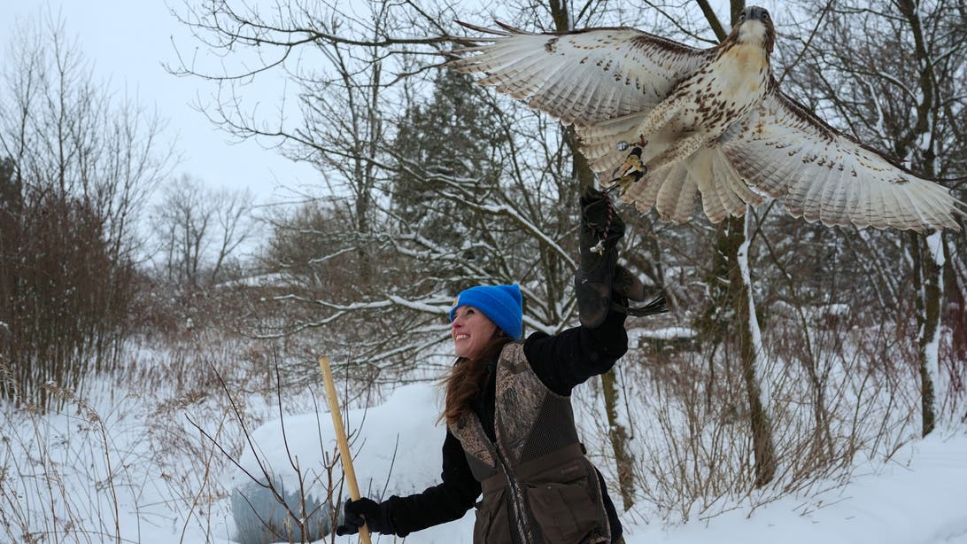 Midwest winters are changing. So is the ancient sport of falconry